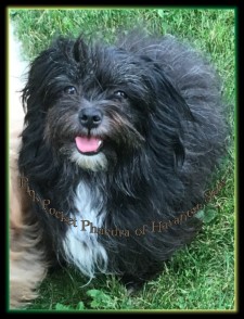 bichon havanais femelle noire et blanc Phaedra of Havanese Stars  Marguerite Seeberger