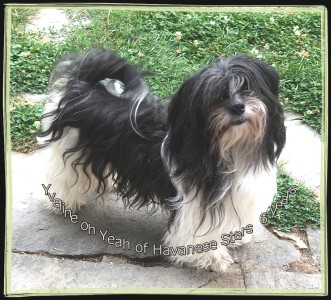 Yveline oh Yeah of Havanese Stars - Marguerite Seebeerger