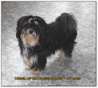 Ursel of Havanese Stars 10 mois 9me gnration Havanese Stars