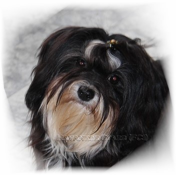 Havaneser Ursel of Havanese Stars - 10 Monate