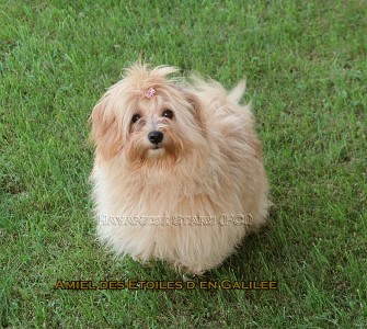 bichon havanais mle fauve appartenant  Havanese Stars (FCI) M. Seeberger