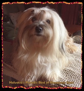 Multi-championne Helvetia's Paradis Best of Havanese Stars - 5 ans