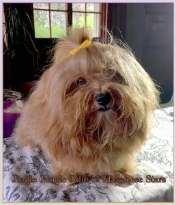 bichon havanais fauve produit par Havanese Stars (FCI) Marguerite Seeberger