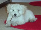 Clarisse Jolly Joker Havanese Stars bichon havanais  Havaneser