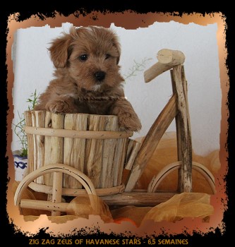 Havaneserrde Welpe falb of Havanese Stars  M. Seeberger