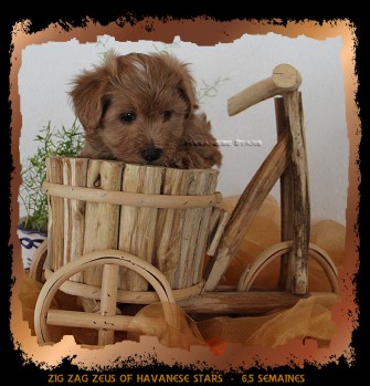 Havaneserwelpe falb Havanese Stars M. Seeberger