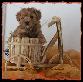 chiot fauve bichon havanais of Havanese Stars Marguerite Seeberger