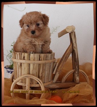 chiot Havanese puppy fawn-red of Havanese Stars - M. Seeberger