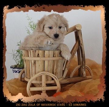 Havaneserwelpe mnnlich hellfalb Havanese Stars - M. Seeberger