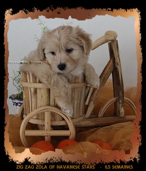 chiot bichon havanais mle fauve clair Havanese Stars