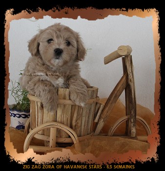 chiot bichon havanais femelle of Havanese Stars - M. Seeberger