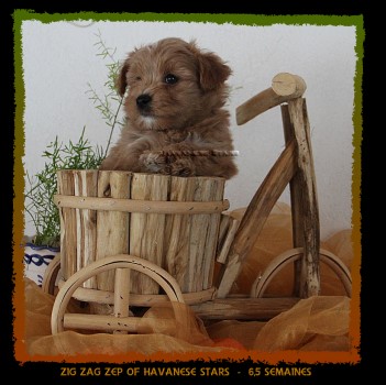 Havaneserwelpe Falb 6,5 Wochen of Havanese Stars