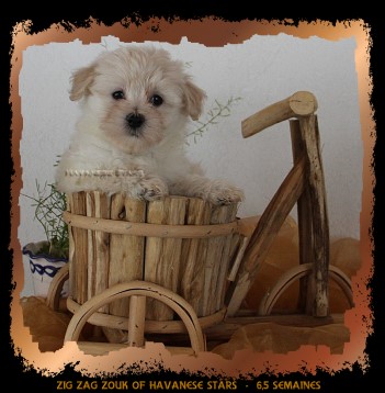 chiot bichon havanais fauve clair of Havanese Stars - M. Seeberger