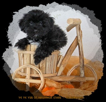 Havanese puppy female black Havanese Stars - Marguerite Seeberger