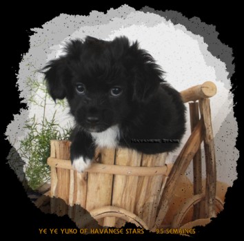mle noir bichon havanais Havanese Stars 