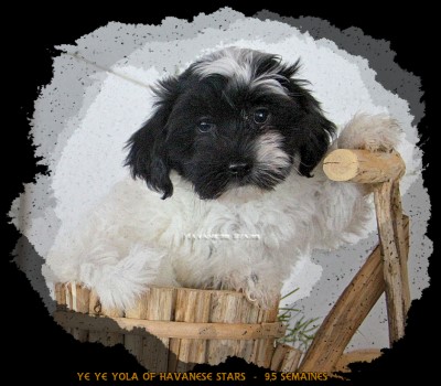 femelle chiot bichon havanais blanc-noir Havanese Stars Marguerite Seeberger