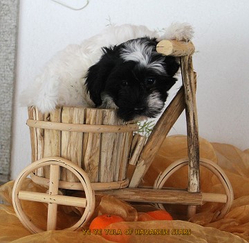 chiot femelle blanc-noir Havanese Stars - Marguerite Seeberger