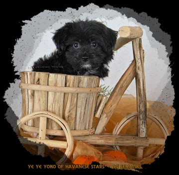chiot femelle Havanese Stars 9,5 semaines Marguerite Seeberger