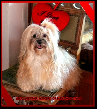 bichon havanais femelle fauve charbonne Anja of Havanese Stars - M. Seeberger