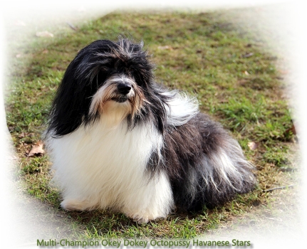 Havaneserrde bicolor Octopussy of Havanese Stars - Marguerite Seeberger