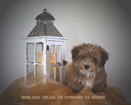 bichon havanais mle rouge charbonn - Marguerite Seeberger