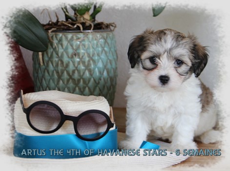 chiot bichon Havanais 6 semaines of Havanese Stars - Marguerite Seeberger