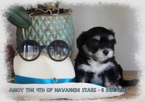 Havanese puppy 6 weeks old black and silver Havanese Stars Marguerite Seeberger