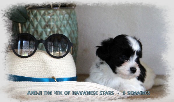 chiot bichon havanais bicolore of Havanese Stars - Marguerite Seeberger