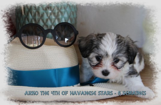 chiot bichon havanais 6 semaines of Havanese Stars  -  Marguerite Seeberger