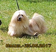 Multi Championne Brazil at Havanese Stars - M. Seeberger 