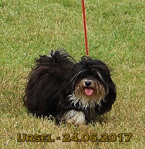 Ursel of Havanese Stars - Marguerite Seeberger 