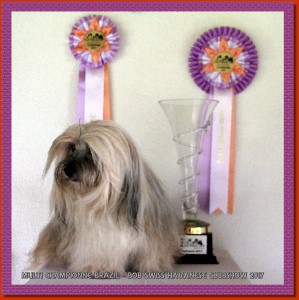 Multi Championne Brazil - Havanese Stars - Marguerite Seeberger