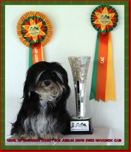Ursel of Havanese Stars - Marguerite Seeberger Switzerland