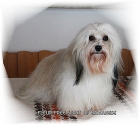 Fleur Free Spirit of Havanese - Marguerite Seeberger Havanese Stars