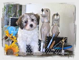chiot blanc marques fauve charbonn, bichon havanais 10 semaines