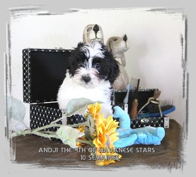 chiot 10 semaines blanc, marques noires - bichon havanais