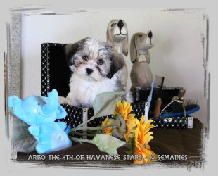 chiot bichon havanais mle 10 semaines blanc et fauve charbonn