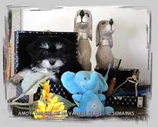 chiot 10 semaines bichon havanais black and silver of Havanese Stars