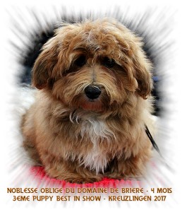 Noblesse Oblige du Domaine de Brire - Elevage Havanese Stars - M. Seeberger