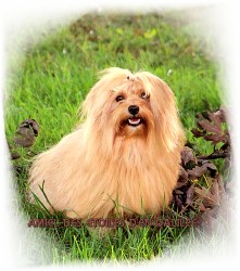 Amiel des Etoiles d'en Galile - 3 ans - Elevage Havanese Stars