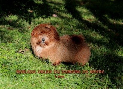 bichon havanais rouge charbonn Marguerite Seeberger - Havanese Stars