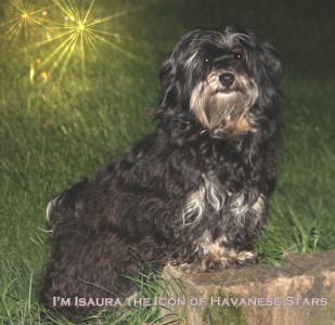 bichon havanais black and tan Isaura of Havanese Stars