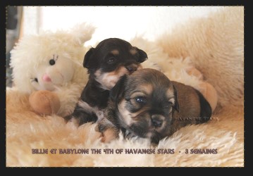 femelle chiot bichon havanais - Havanese Stars Marguerite Seeberger