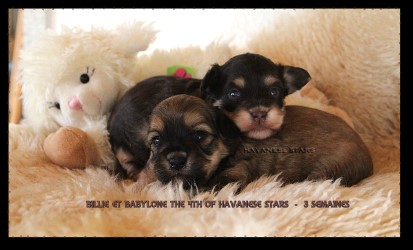 Havaneser Welpen Havanese Stars - Marguerite Seeberger