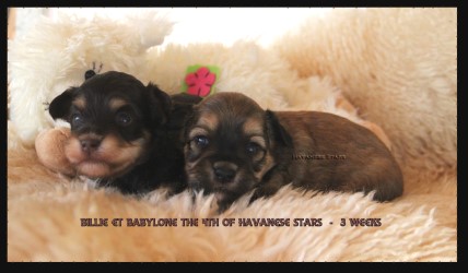 Havanese puppies female of Havanese Stars 3 weeks old - Marguerite Seeberger