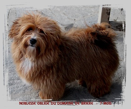 Noblesse Oblige du Domaine de Brire - Elevage Havanese Stars Marguerite Seeberger