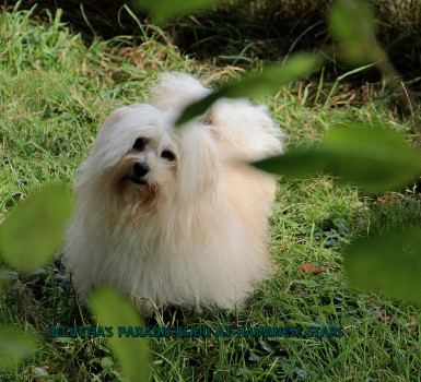 bichon havanais at Havanese Stars - Marguerite Seeberger