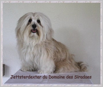 Jettsterdexter bichon havanais - Elevage Havanese Stars Marguerite Seeberger