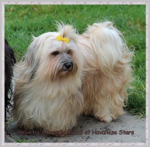 Havanese Stars - Marguerite Seeberger