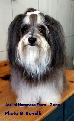 Un+Une=Uda of Havanese Stars - G. Rovelli